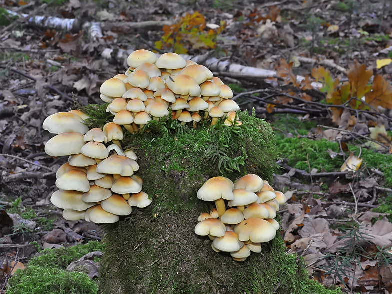 Hypholoma fasciculare