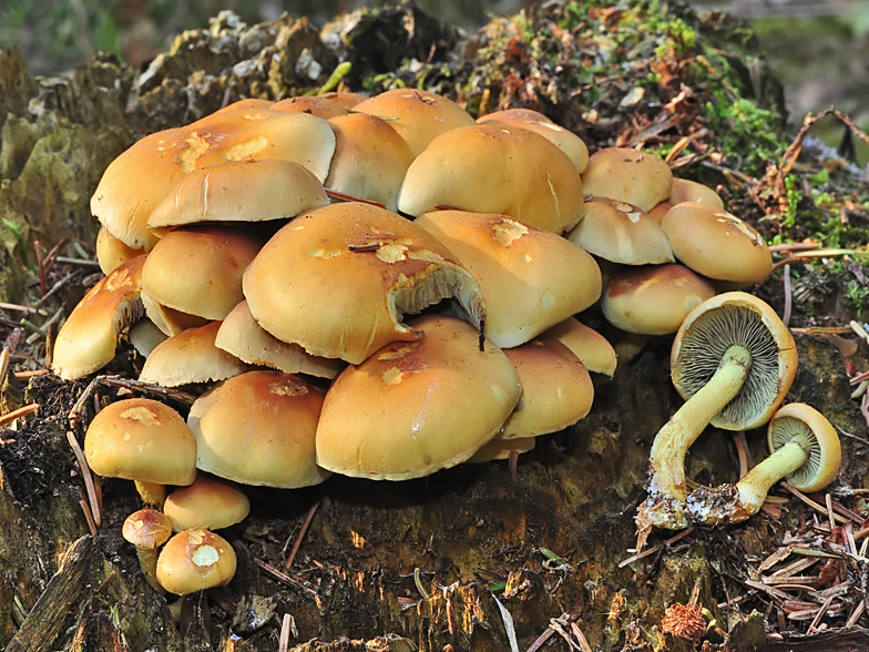 Hypholoma fasciculare