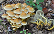 Hypholoma fasciculare