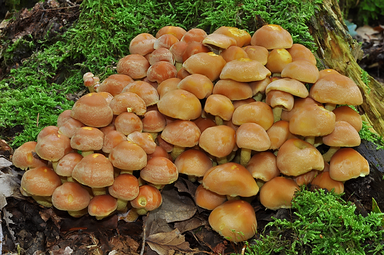 Hypholoma fasciculare