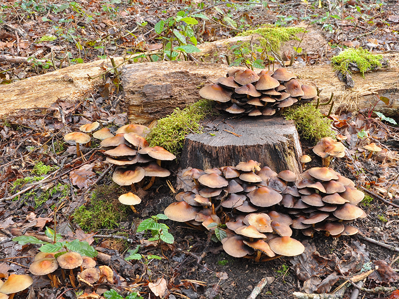 Hypholoma fasciculare