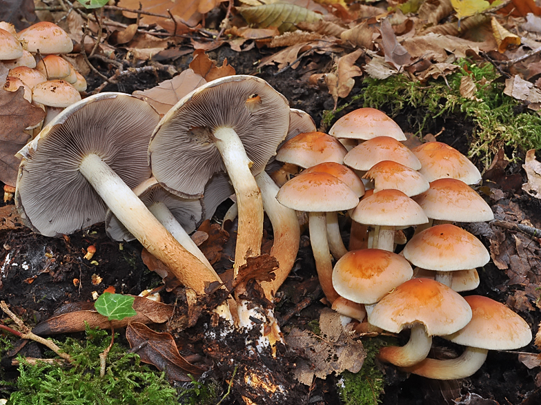 Hypholoma sublateritium