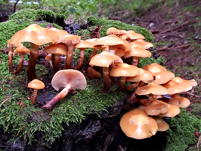 Kuehneromyces mutabilis