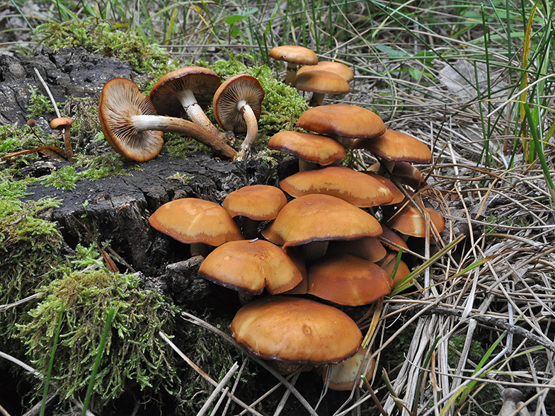 Kuehneromyces mutabilis