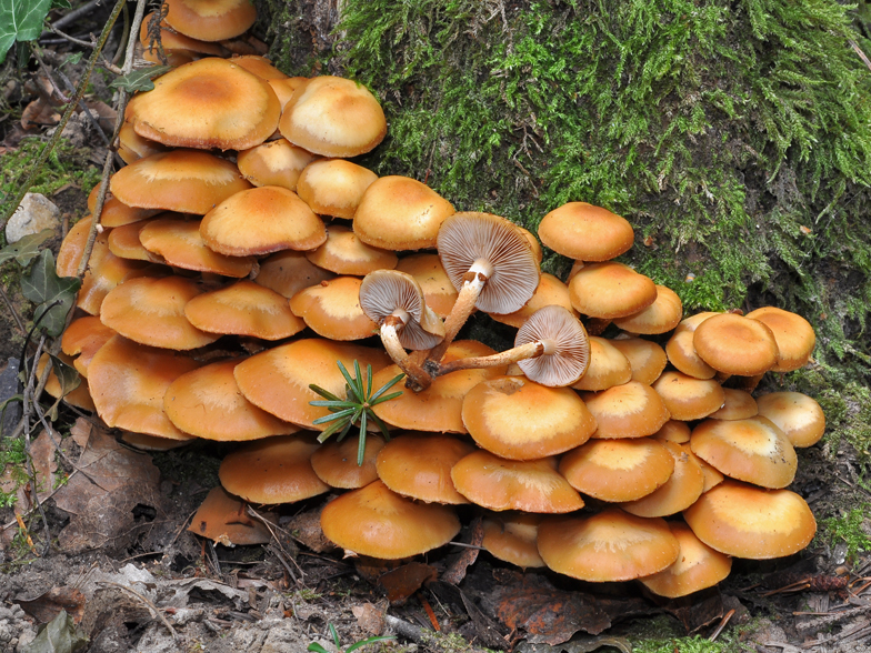 Kuhneromyces mutabilis