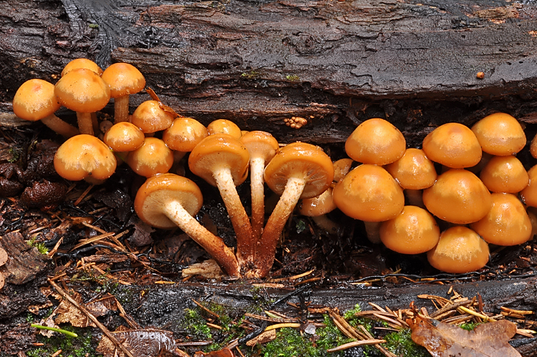 Kuhneromyces mutabilis