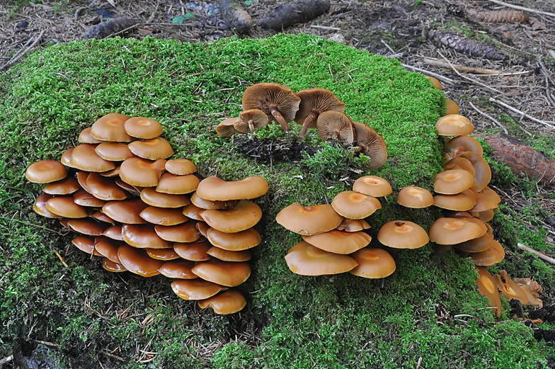 Kuhneromyces mutabilis