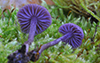 Laccaria amethystea