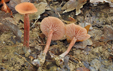 Laccaria laccata