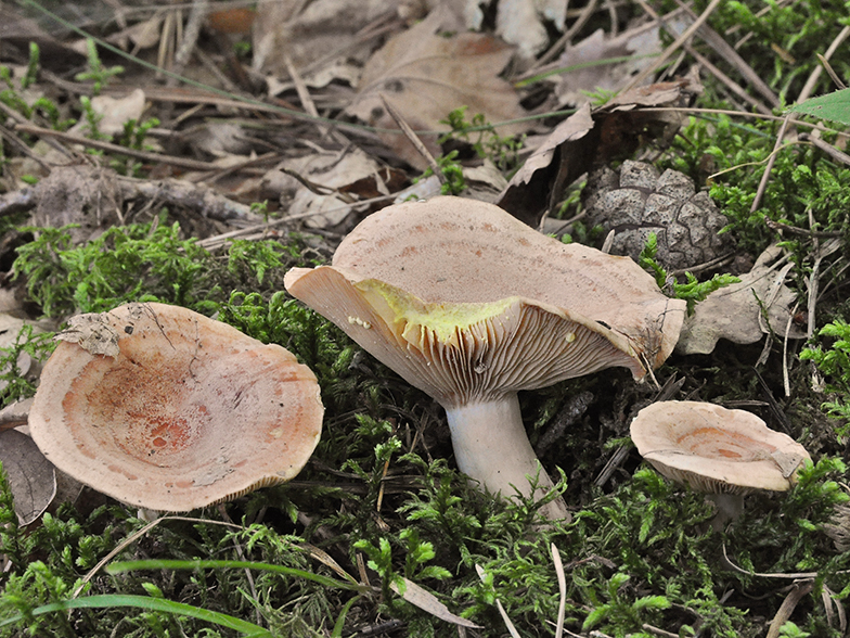 Lactarius chrysorrheus