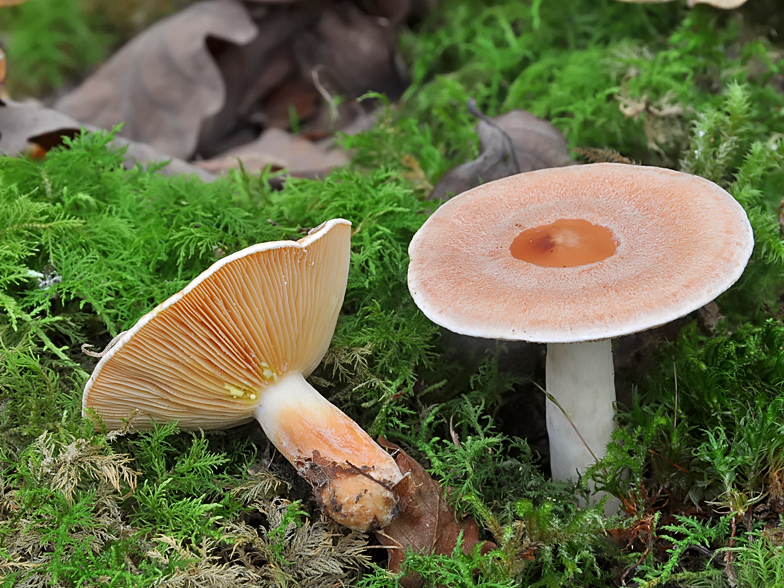 Lactarius chrysorrheus