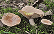 Lactarius chrysorrheus