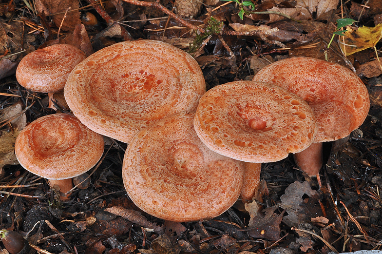 Lactarius deliciosus