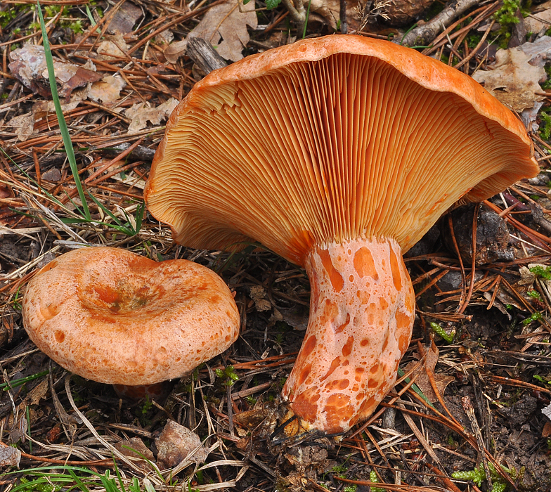 Lactarius deliciosus