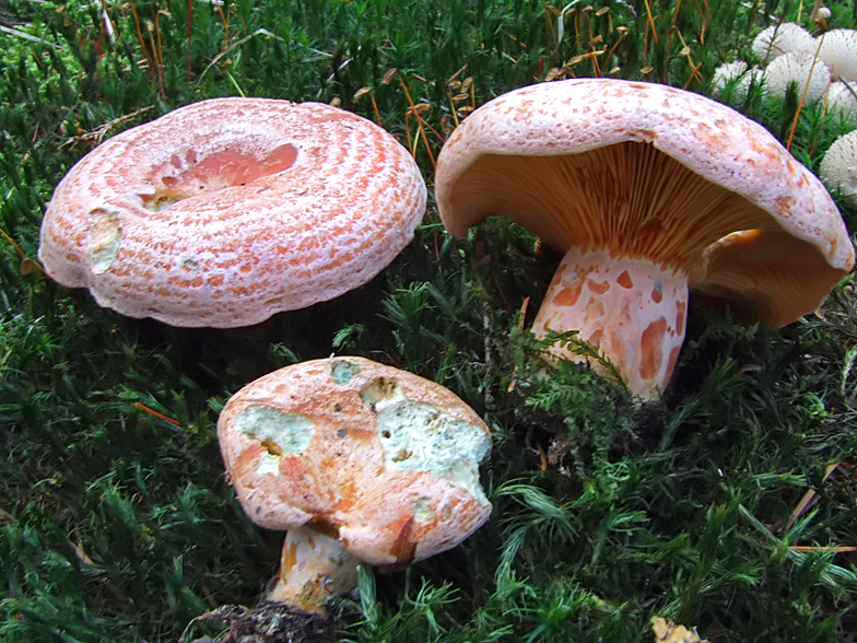 Lactarius deliciosus