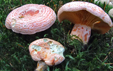 Lactarius deliciosus