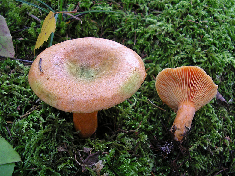 Lactarius deterrimus