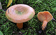 Lactarius deterrimus