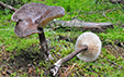 Lactarius lignyotus