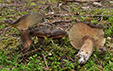 Lactarius picinus