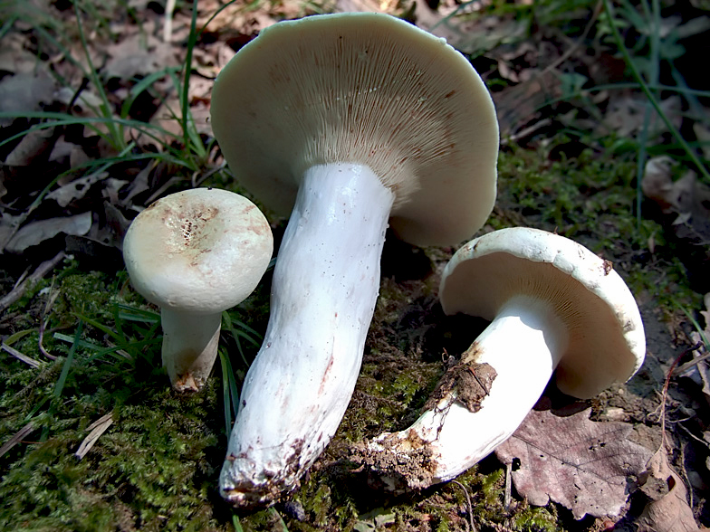 Lactarius piperatus