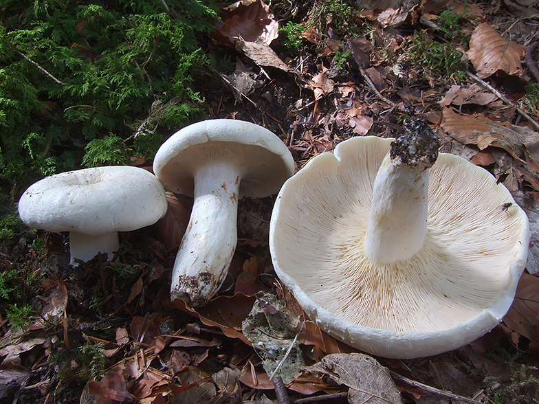 Lactarius piperatus