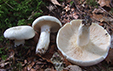 Lactarius piperatus