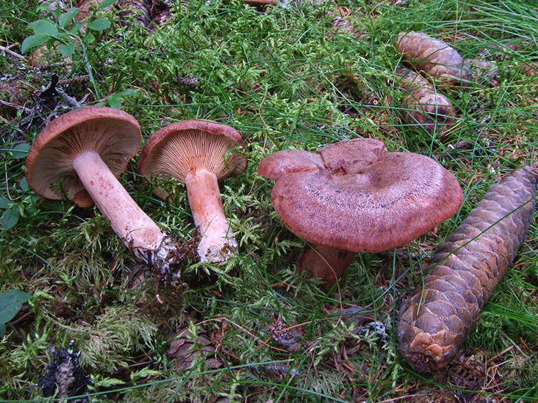 Lactarius rufus