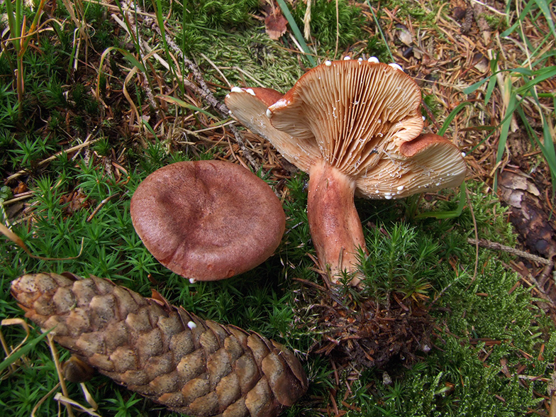 Lactarius rufus