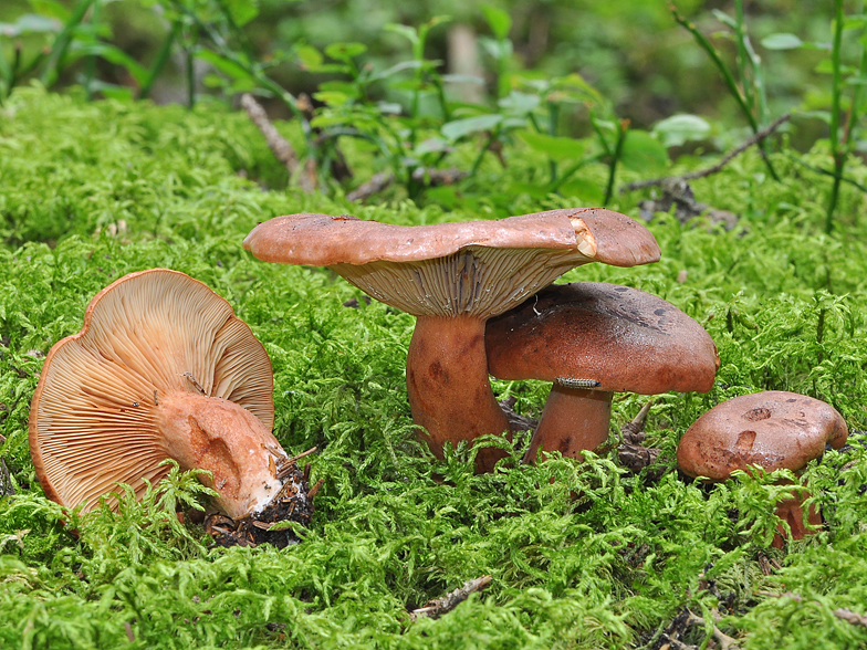 Lactarius rufus