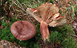 Lactarius rufus