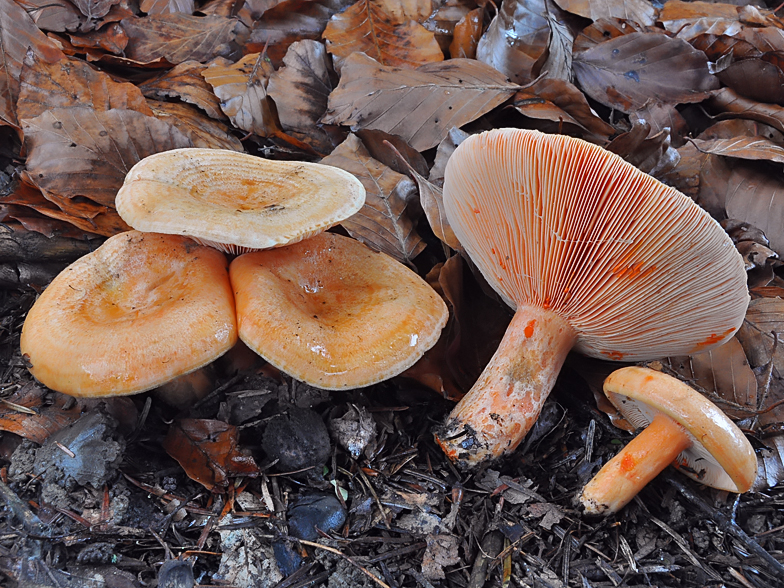 Lactarius salmonicolor