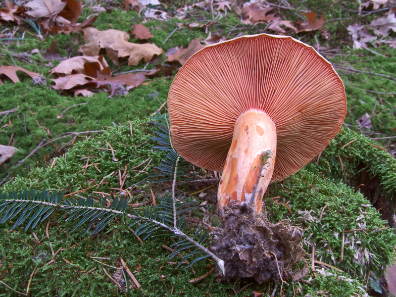 Lactarius salmonicolor