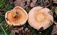 Lactarius salmonicolor