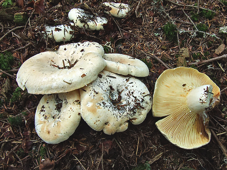 Lactarius vellereus