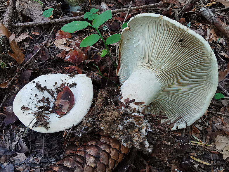 Lactarius vellereus