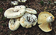 Lactarius vellereus