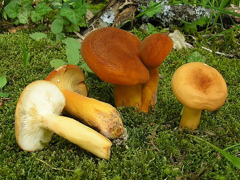 Lactarius volemus