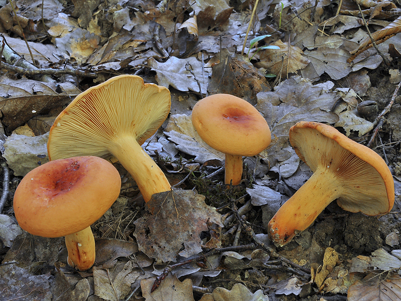 Lactarius volemus