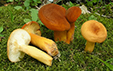 Lactarius volemus