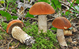 Leccinum aurantiacum