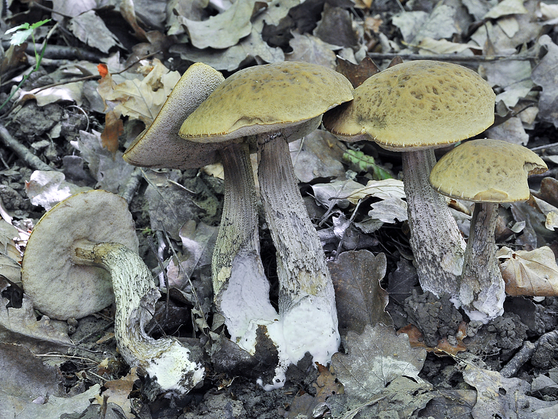 Leccinum carpini