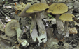 Leccinum carpini