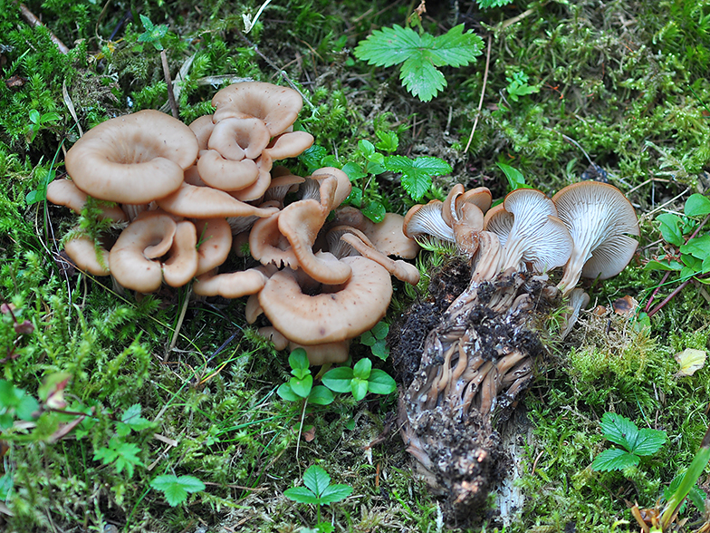 Lentinellus cochleatus