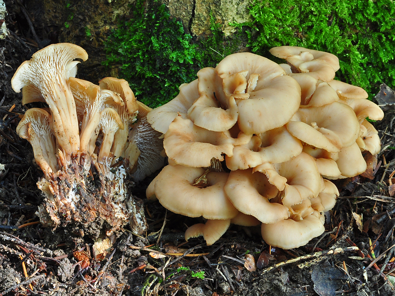 Lentinellus cochleatus