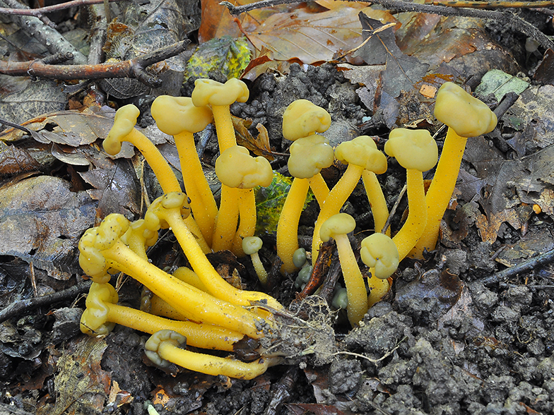 Leotia lubrica