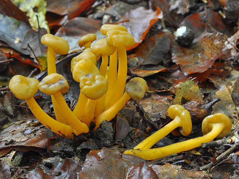 Leotia lubrica