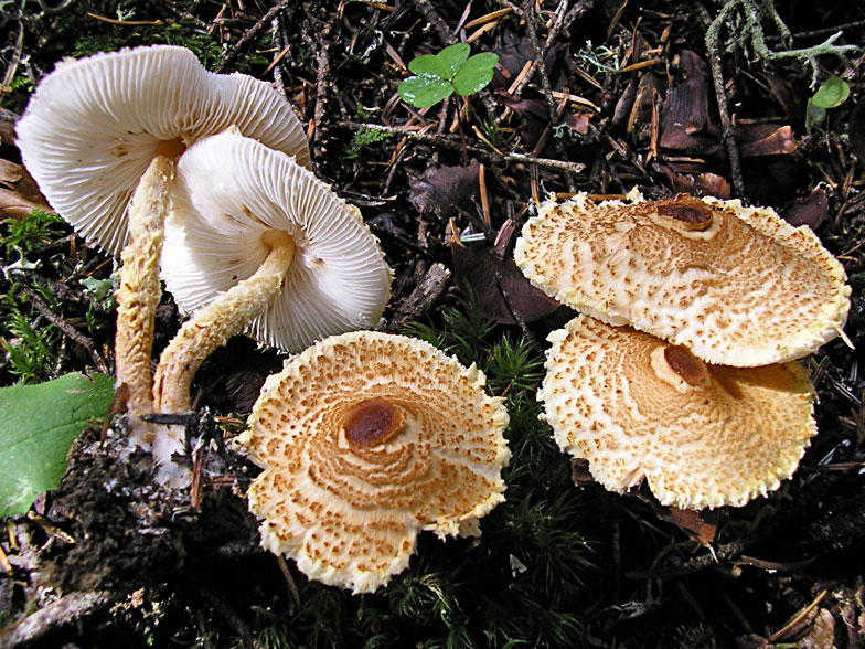 Lepiota clypeolaria