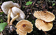 Lepiota clypeolaria