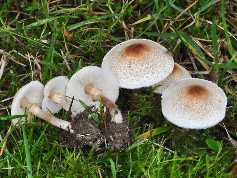 Lepiota cristata